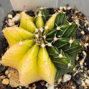 Gymnocalycium Mihanovichii Variegated Cactus Cacti Plant Yellow and Pale #7753